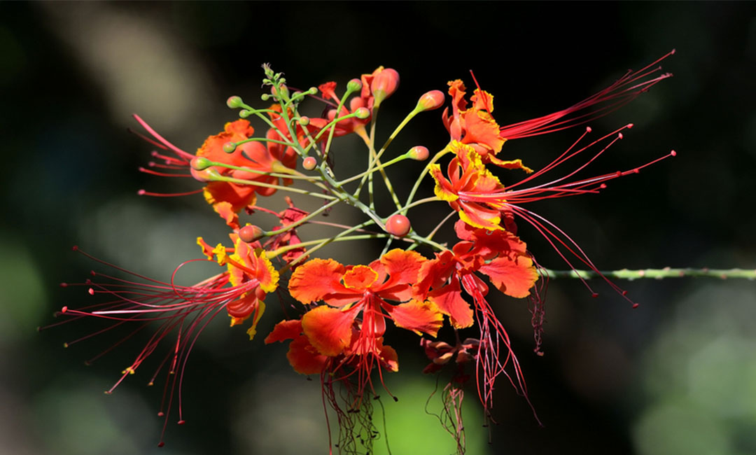 湖北花帮主百科词条创建案例